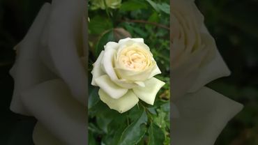 Лавли грин. Флорибунда.