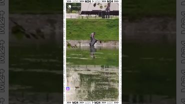 Моют баки… в пруду? 😳 Останкино удивило москвичей