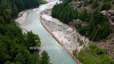 Monoculture Deodar forests near Harsil on Gangotri route, as seen aerially along blue-green Ganga