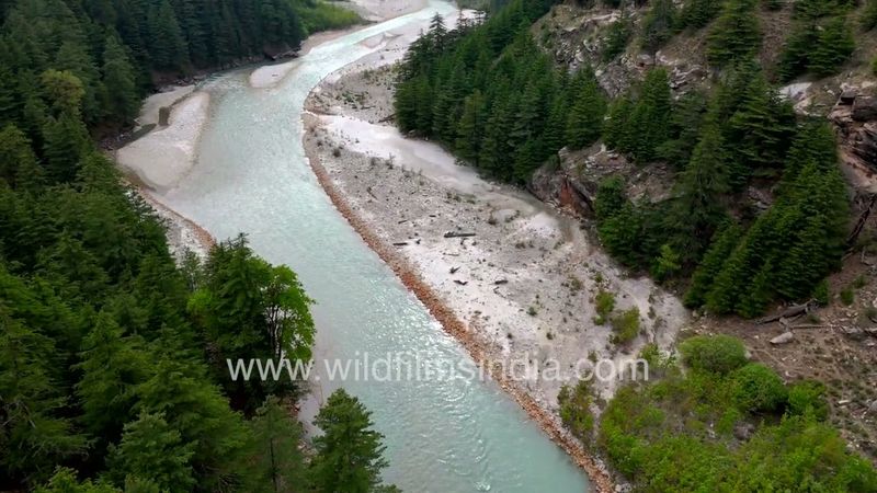 Monoculture Deodar forests near Harsil on Gangotri route, as seen aerially along blue-green Ganga