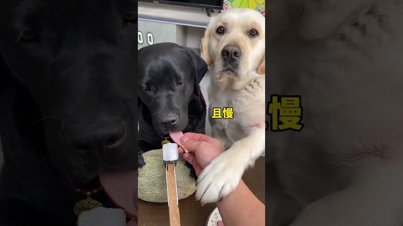 狗：老子不和你玩了 #拉布拉多 #拉布拉多搞笑 #拉布拉多视频