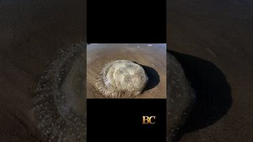 Le meduse invasive invadono le spiagge del Texas, causando nuove preoccupazioni