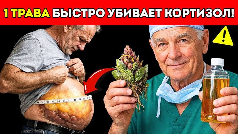 Вам за 70? Только 1 трава, которая снижает кортизол, убирает жир с живота и нормализует сон советы