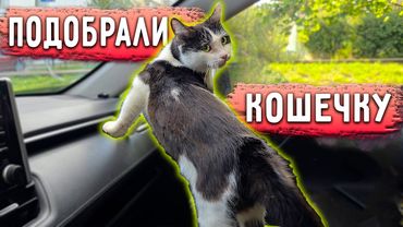 Подобрали болеющую кошку с улицы, там еще трое, которых заберем завтра. Альма достала Айзу.