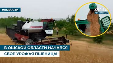 В ОШСКОЙ ОБЛАСТИ НАЧАЛСЯ СБОР УРОЖАЯ ПШЕНИЦЫ