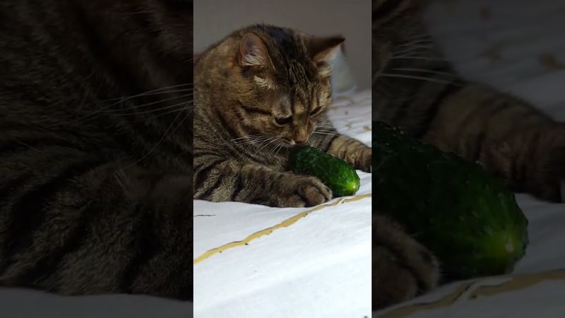 Огурец 🥒🙀🤔🤣 #cat #кот #юмор #котушка #приколы #цитаты #смех