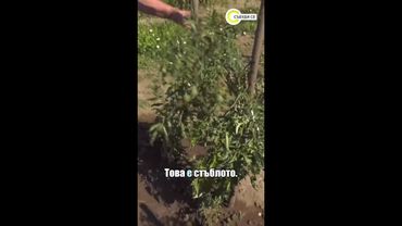 Колко струва поливането на градината на село #novatv #вода #събуди се