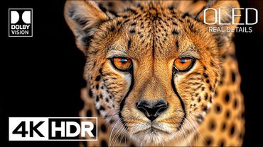 BEST OF HDR Video Dolby Vision 4K 60 FPS (4K Video)
