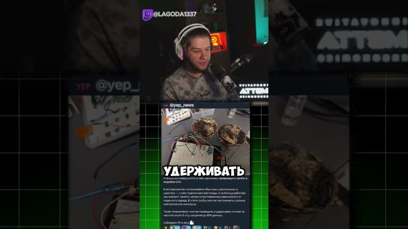 twitch: lagoda1337 #lagoda1337 #twitch#новости #гриб #оперативка #озу#пк