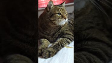 Если моё 😺🤔😉❤ #cat #кот #цитаты #котушка #успех #действуй #тыможешь