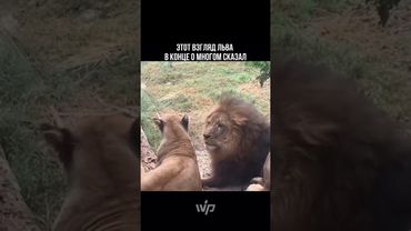 «Даже лев не понимает женщин» (#любовь #отношения #животные #львица)