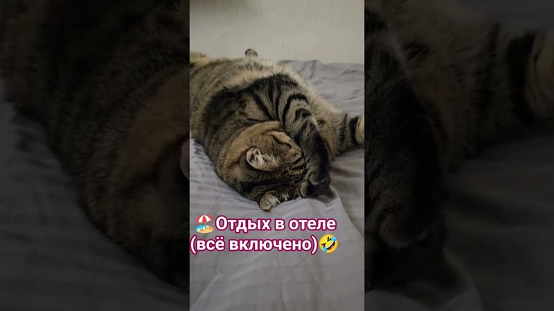 На диете 🙀😉🤗🤣 #cat #кот #юмор #котушка #приколы #кино #комедии #цитаты