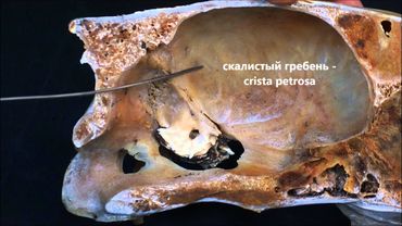 височная (+каменистая) кость домашних животных