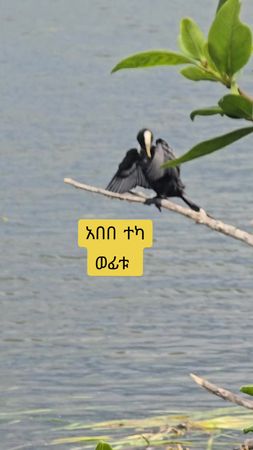 አበበ ተካ ወፊቱ #amharatiktok💚💛❤️ #instrumentalmusic #abebeteka #yediromuz...