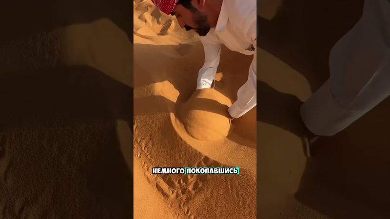 Очень редкое животное в пустыне 😮