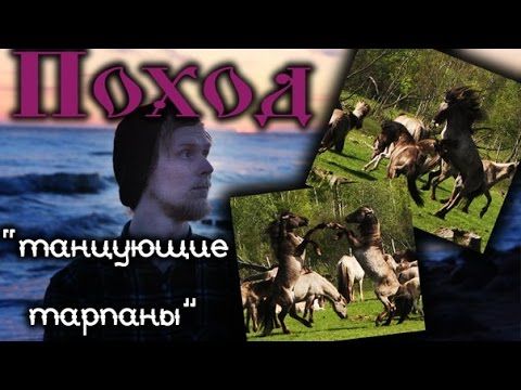 Поход . "Танцующие тарпаны": в поисках диких лошадей ТАРПАНОВ (3 часть)