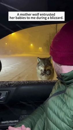 On a blizzardy day, a mother wolf entrusted her pup to me.#wolf #fyp ...