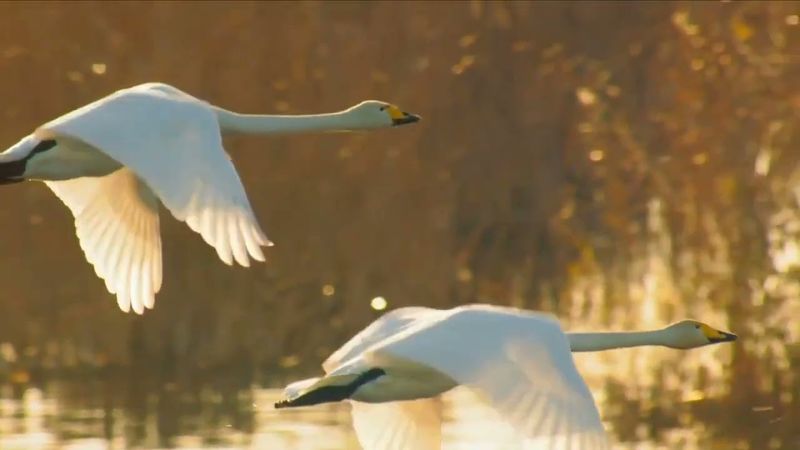 Просторы России