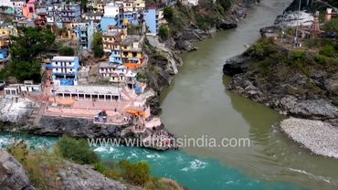 देवप्रयाग में भागीरथी और अलकनंदा गंगा की नीली और हरी जलधाराएँ मिलती हैं
