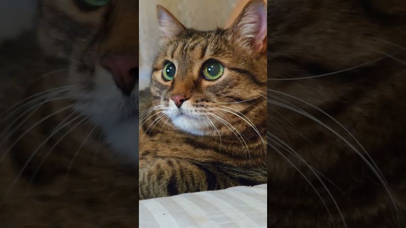 Моя мечта 😻🤔🤗🤩❤#cat #кот #юмор #котушка #приколы #цитаты