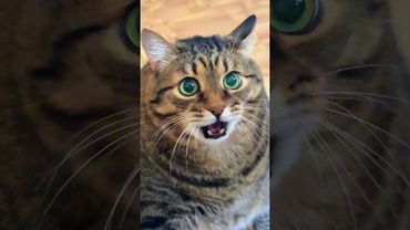 Конфисковали аппарат ⚗️🙀🤔🤣 #cat #кот #юмор #котушка #прикол #ц