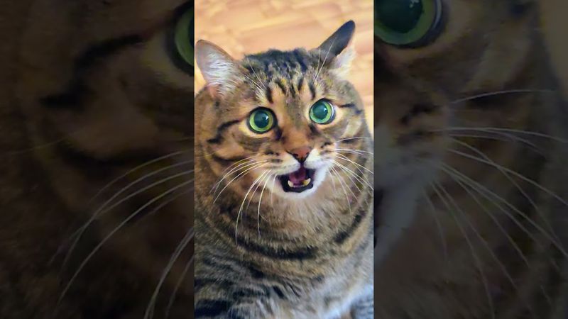 Конфисковали аппарат ⚗️🙀🤔🤣 #cat #кот #юмор #котушка #прикол #ц