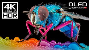 OLED TEST DEMO | 4K HDR 60fps | Dolby Vision (8K / 4K TV)