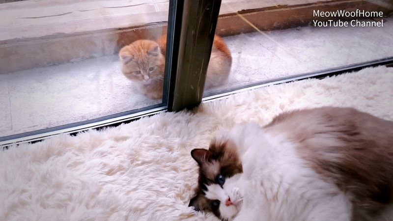 A stray kitten always peeked at my cat through the window, until the day I opened the door for him