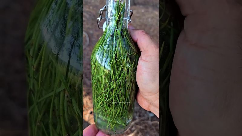 Газировка из хвои