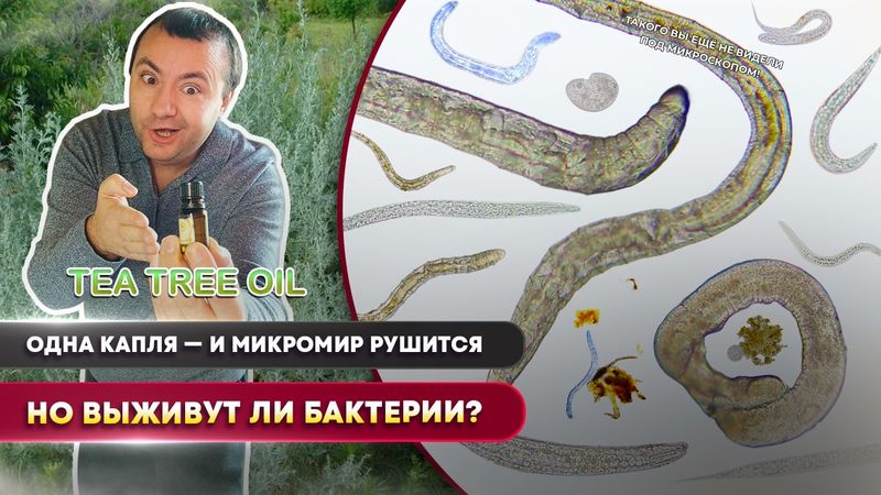 Ätherisches Teebaumöl unter dem Mikroskop 🔬 Tötet es Bakterien, Nematoden und Infusorien? Experiment