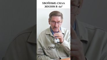 Биохимия стойкости: Почему хвоя не замерзает при -60°C #фитотерапия  #травы  #здоровье
