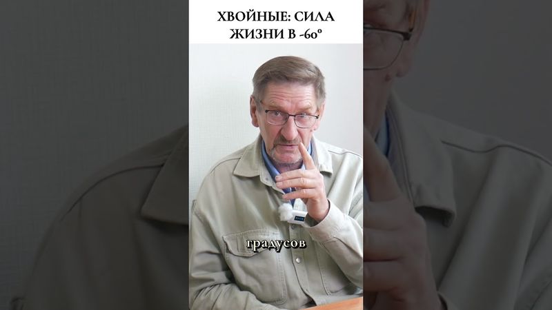 Биохимия стойкости: Почему хвоя не замерзает при -60°C #фитотерапия  #травы  #здоровье