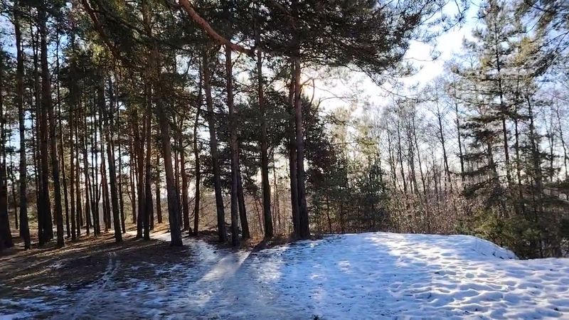 Работа по найму. Кто во всем виноват? Как определить? Необычное видео из обычного соснового леса.