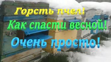 ✅ Горсть пчел КАК СПАСТИ очень простой способ! Часть1.#пчеловодство1