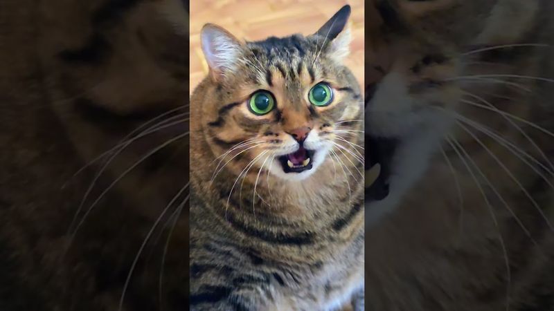 Забери моё дыхание 😽😿😻❤💋 #cat #кот #котушка #music #flashback #80smusic