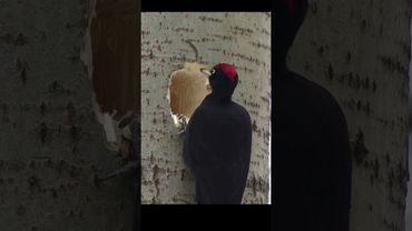 Apple style house))). Black woodpecker. #birds #wildlife#apple