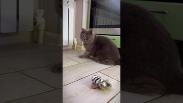 Приходила Мотя-кошка. Устроила праздничный переполох в честь дня влюблённых. #cat #федя #catlover