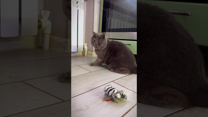 Приходила Мотя-кошка. Устроила праздничный переполох в честь дня влюблённых. #cat #федя #catlover