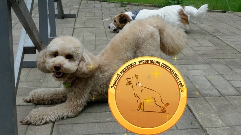 Зачётный пудель - интеллектуальная красавица