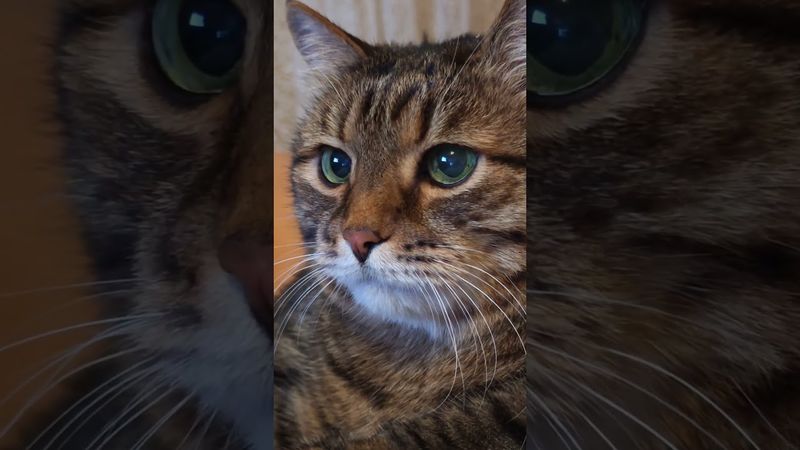 Два недостатка 🤫🙀😉🤣#cat #кот #юмор #котушка #цитаты #приколы