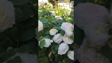 Роза Андре  Брише