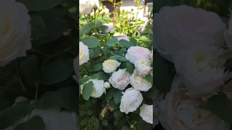 Роза Андре  Брише