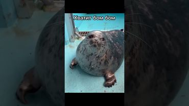 Бом Бом || #тюлень #тюлени #тюленчик #тюленчики #2025 #seal #seals #shorts #Andregich #смешно #нерпа