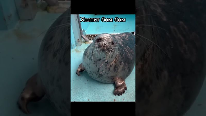 Бом Бом || #тюлень #тюлени #тюленчик #тюленчики #2025 #seal #seals #shorts #Andregich #смешно #нерпа