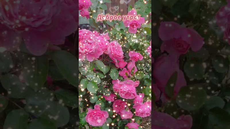 Доброе утро,хорошего дня открытки на каждый день #открытка #доброеутро #видеооткрытка #доброеутречко