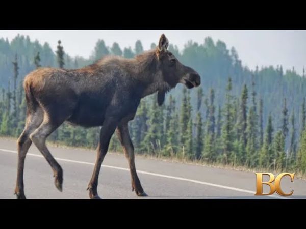 Driver killed, passenger hurt after crashing into moose near Denali National Park