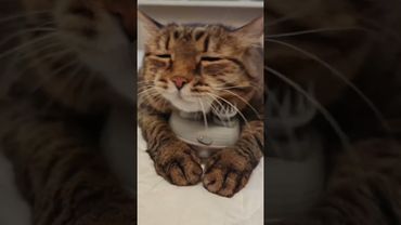 Shake lt To The Max😺😻🤩🤣 #cat #кот #music #remix #dancehall #dance #котушка