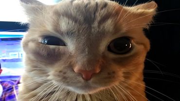 FUNNY CATS MEMES COMPILATION V04