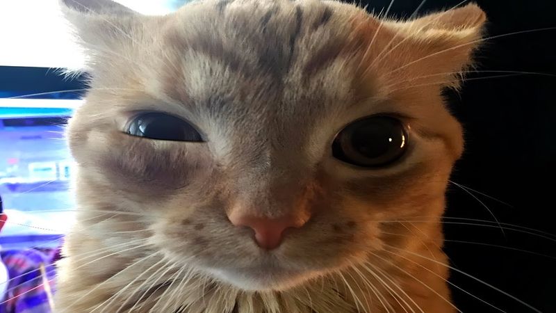 FUNNY CATS MEMES COMPILATION V04