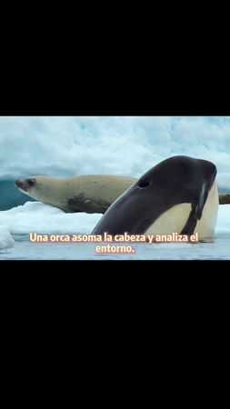 #animalestiktok #documental #salvaje #fyp 